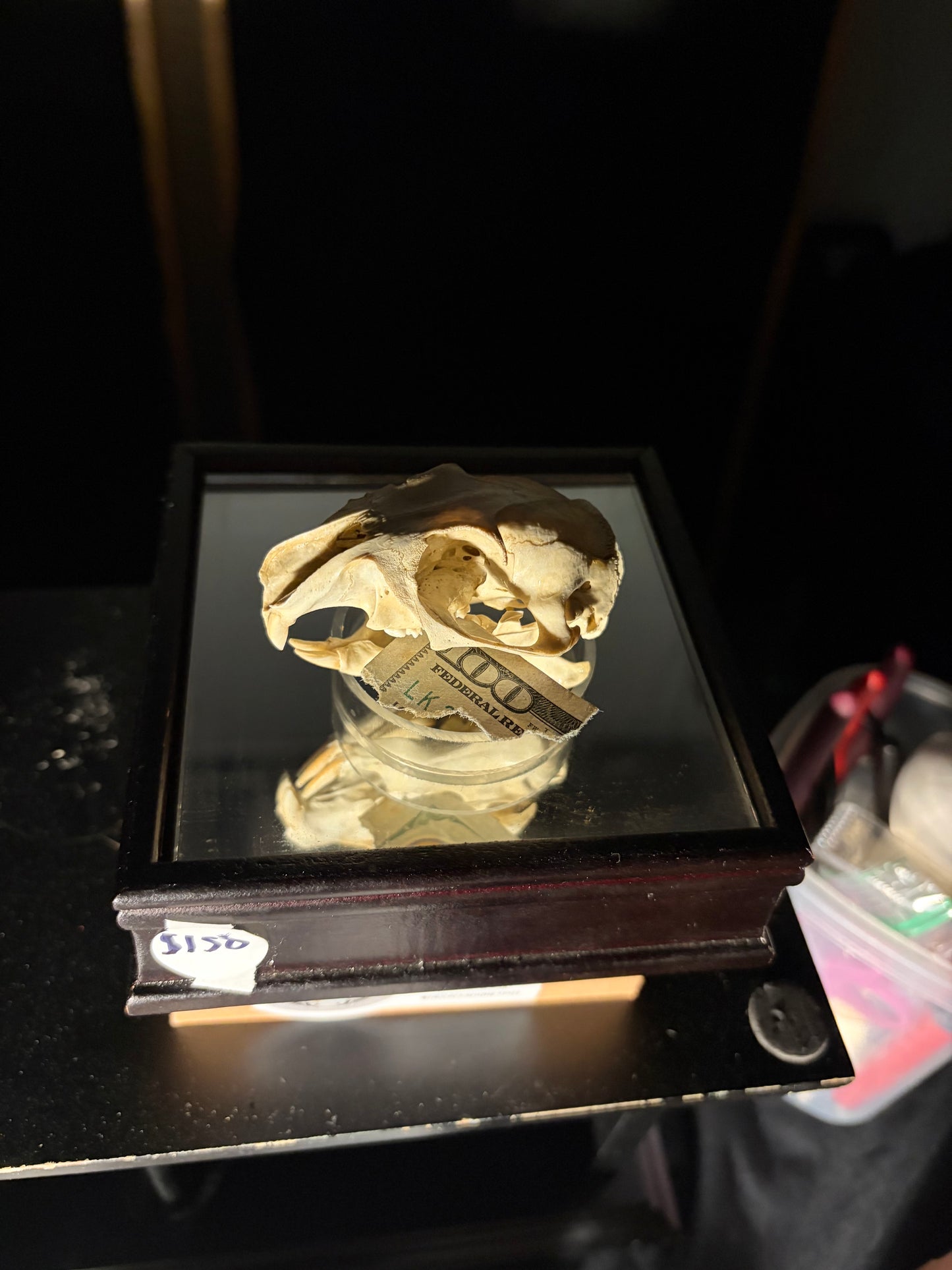 Varmint Skull