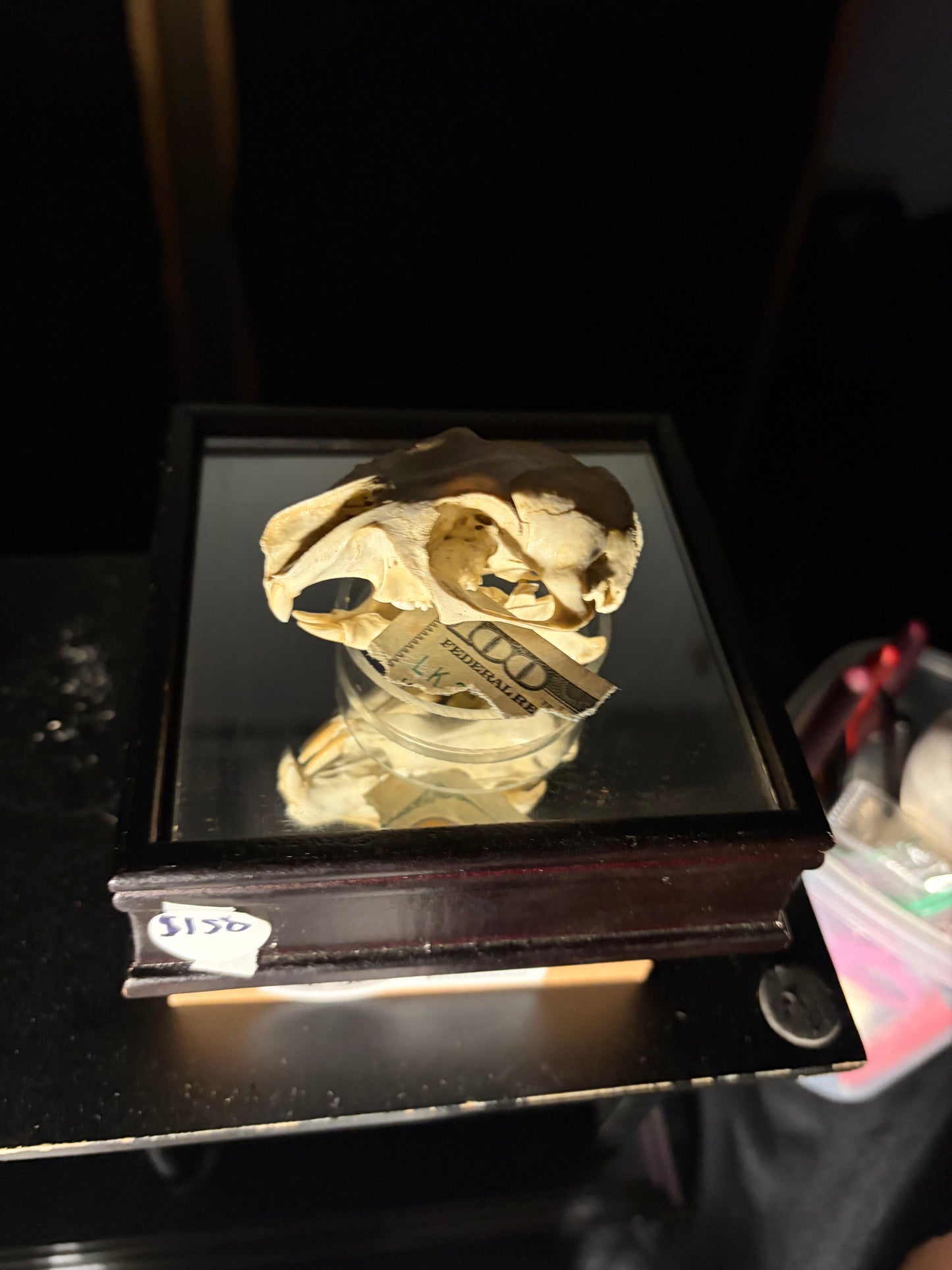 Varmint Skull